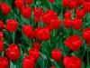 flower 8